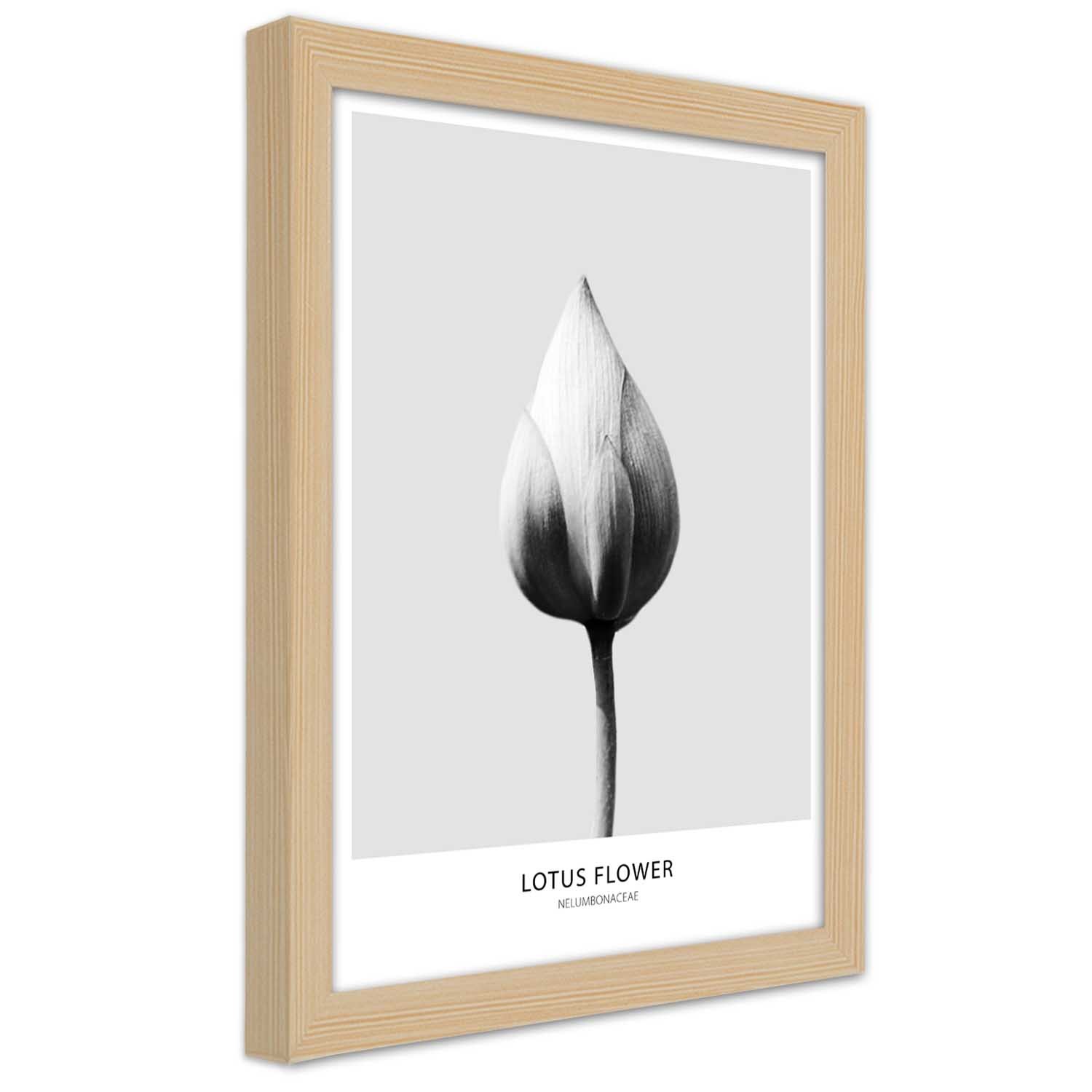 Caro Picture in natural frame, White lotus bud