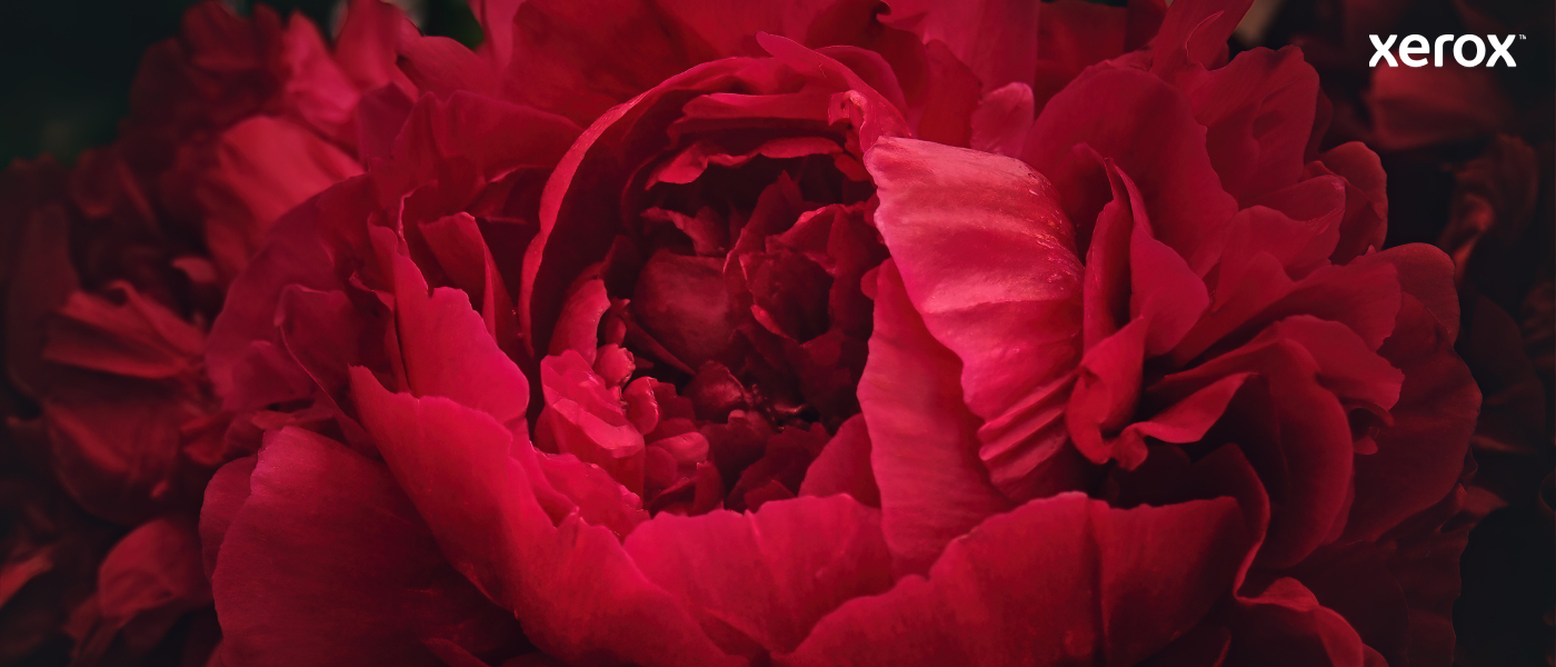 Xerox 006R04376 Toner-kit, 3K pages ISO/IEC 19752 for Xerox B 310