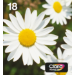 Epson Daisy Multipack 4-colours 18 EasyMail