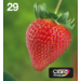 Epson Strawberry Multipack Fragole 4 colori Inchiostri Claria Home 29 in confezione EasyMail Packaging