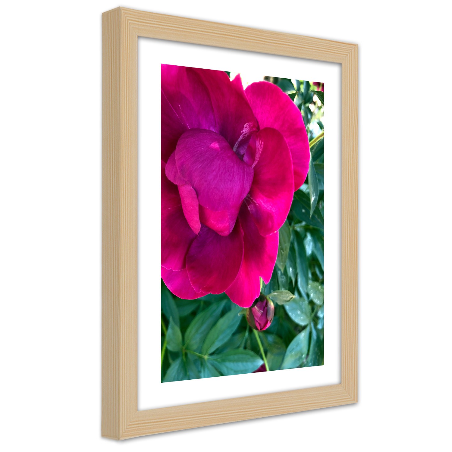Caro Picture in natural frame, Pink large flower