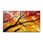 SHARP M-Series PN-M752 75" Large Format Display, UHD, 550-cd/m2 Brightness, IPS, 25% Haze Non-Glare, 600 x 400 VESA, 24/7, 3Yr Warranty
