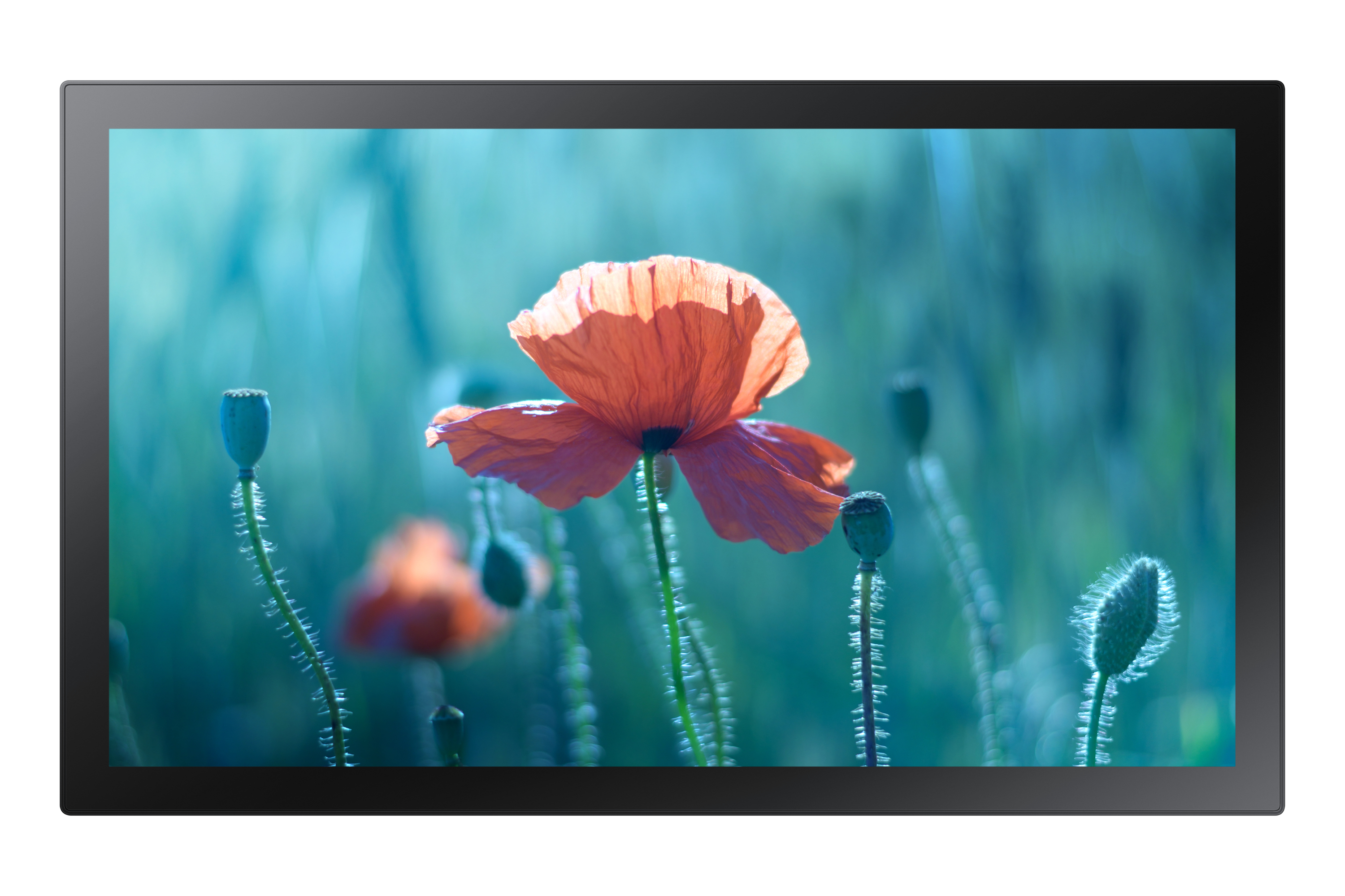 Image of Samsung QB13R-T Interactive flat panel 33 cm (13") Wi-Fi 250...