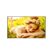 LG 43UL5Q-M signage display Digital signage flat panel 43" LED Wi-Fi 500 cd/m² 4K Ultra HD Black WebOS 24/7