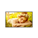 LG 32UL5Q-M signage display Digital signage flat panel 32" LCD Wi-Fi 500 cd/m² 4K Ultra HD Black WebOS 24/7