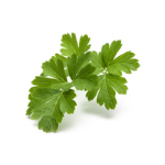 Click & Grow EU Product - PLAIN PARSLEY PLANT PODS - Edible plant - Parsley - Refill - Fast grower (3-5 weeks) - 7 - 14 day(s) - 3 month(s)