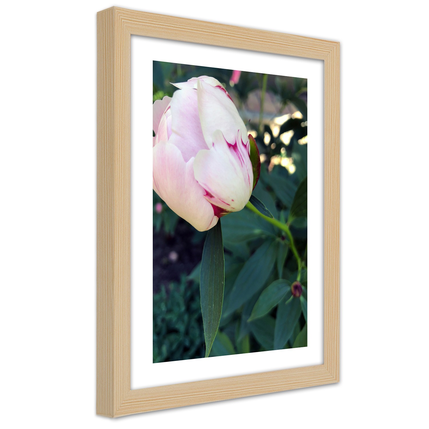 Caro Picture in natural frame, White peony