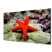 Hikvision DS-D2055LR-G video wall display LCD Indoor